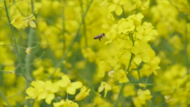 Abeja en una pequeña flor amarilla — Vídeo de stock