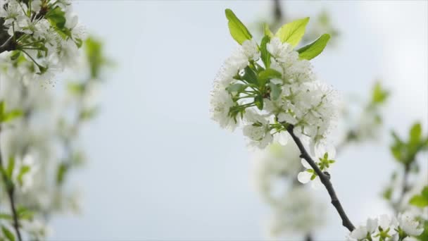 Lentemorgen met bloemen van de appel bloesem. — Stockvideo