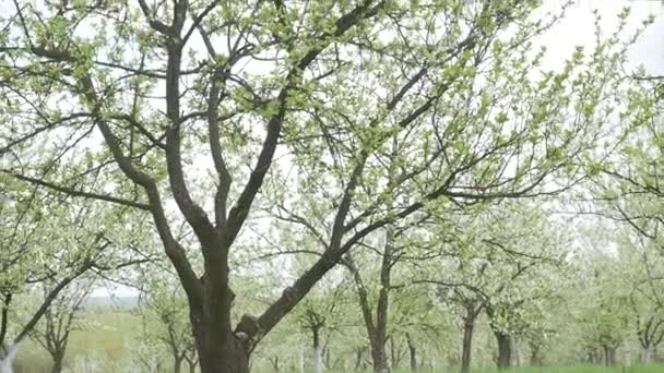 Blühende Apfelbäume im Garten — Stockvideo