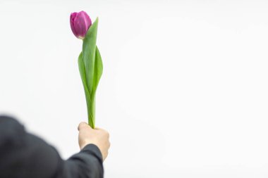 Adam beyaz arka planda sevgili karısı için taze bahar lale çiçeği tutuyor..