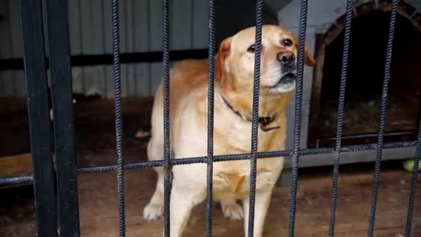 Dog Big Cage — Stockvideo