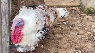 Kafesteki hayvanat bahçesinde beyaz tüylü, kızıl saçlı görkemli bir tavuğun yakın çekim görüntüleri..