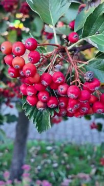 Bir ağaç dalındaki kırmızı böğürtlenlerin yakın görüntüsü, olgun meyve ve doğal organik güzelliği vurgulayarak sonbahar mevsimsel temaları ve açık hava kavramları için mükemmel. Dikey
