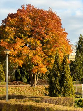 Güzel bir sonbahar manzarası, zengin altın ve turuncu yaprakları gösteren büyük bir akçaağaç, bir sokak lambası ve çitleri ile doğal gün ışığıyla yakalanır.