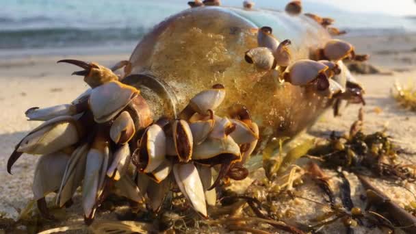Стара скляна пляшка з соком і рухомими молюсками на березі моря — стокове відео