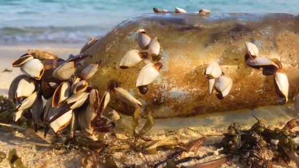 Stara szklana butelka ze szlamem i ruchome mięczaki na brzegu morza — Wideo stockowe