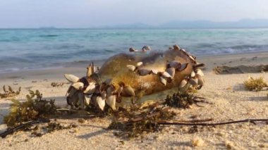Eski cam şişe, deniz kıyısında sızıntı yapıyor ve yumuşakça hareket ediyor.