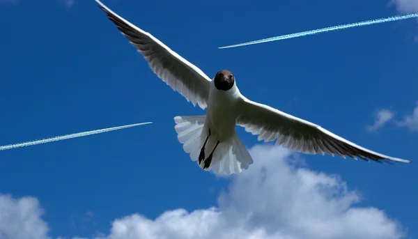 Hava Sahası - burada biz sinek