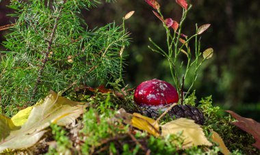 Yenilebilir mantar - amanita sramotnik