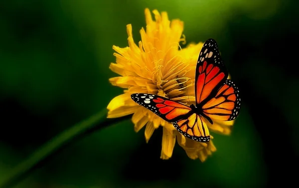 Красная бабочка на одуванчике из цветов — стоковое фото