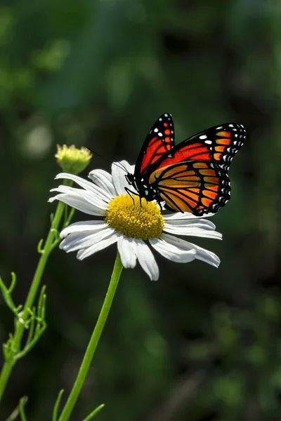 Bir çiçek üzerinde yerleşmiş kelebek