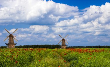 Yaz çiçekli haşhaş