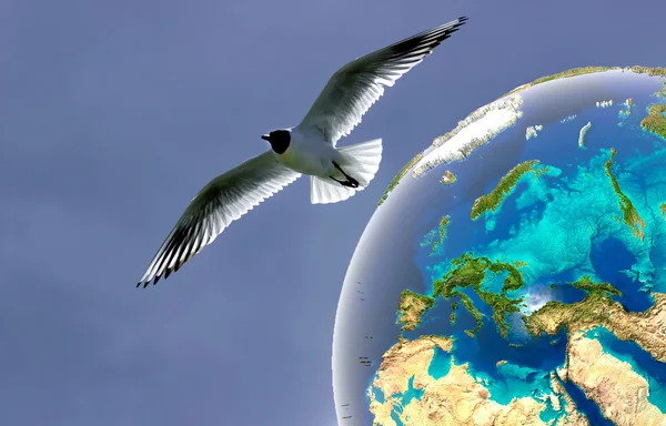 Martılar planet Earth