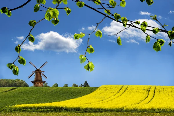 Şimdi çiçekli tecavüz mevsimindeyiz.