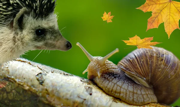 Kirpi salyangoz ile Toplantı.