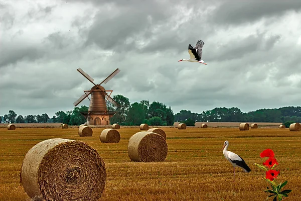 Yaz sezonu apoje, tahıl temizlik olduğunu
