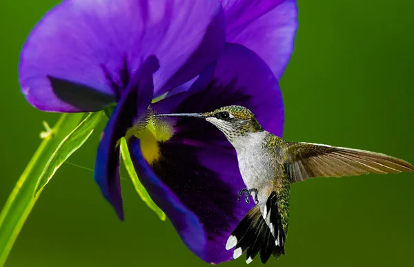 Sinek kuşu pollinating çiçek