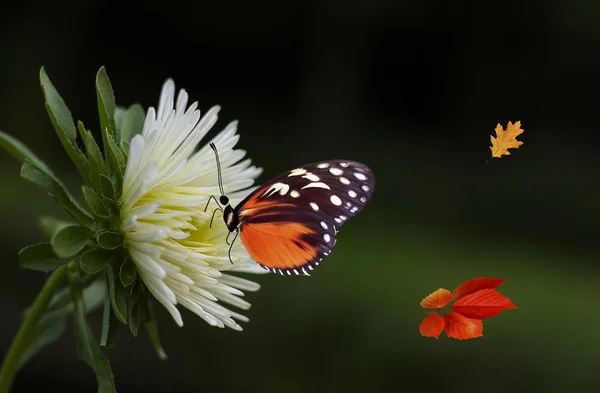 Осень - насекомые и цветы в клумбе — стоковое фото
