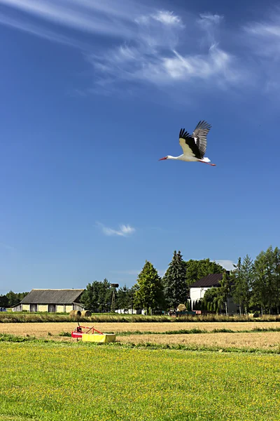 Çiftlikte yaz sezonu