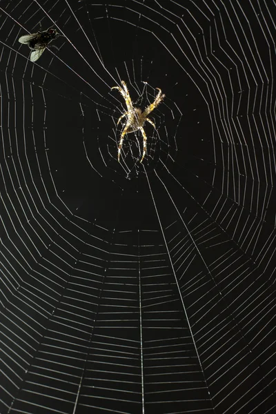 Aranha e seu sacrifício voam — Fotografia de Stock