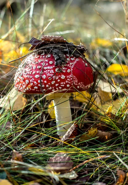 Do not edible but the most beautiful colorful mushroom in the forest - fly agaric. — Stock Photo, Image