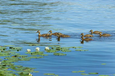 Gölün yüzeyinde tüylü su kuşu.