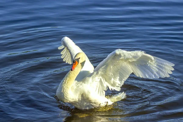 Gevederde Watervogels Oppervlakte Van Het Meer — Stockfoto