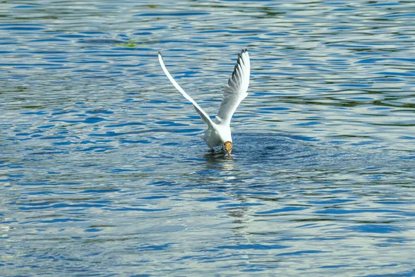 Gefiederte Wasservögel Auf Der Oberfläche Des Sees — Stockfoto