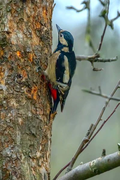 Bahçemde Tüy Var — Stok fotoğraf