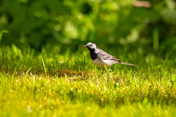 Gefiedert Meinem Garten — Stockfoto