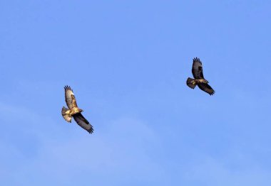 Yukarıdaki uçurtmalar.