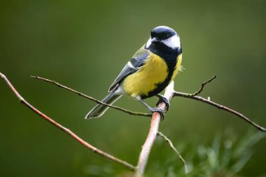 Bahçemdeki kuşlar.