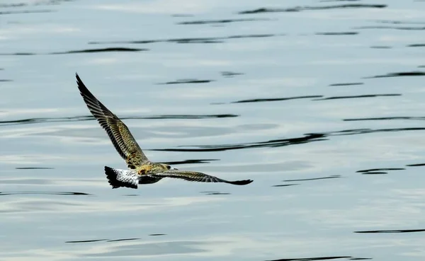 Watervogels Gevederde Vogels Meeuw — Stockfoto