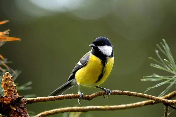 庭の鳥たち — ストック写真
