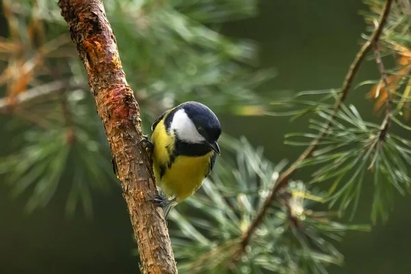 庭の鳥たち — ストック写真