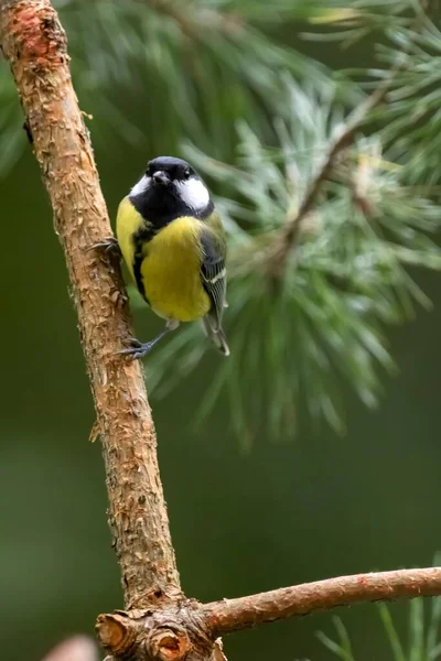 Vögel Meinem Garten — Stockfoto