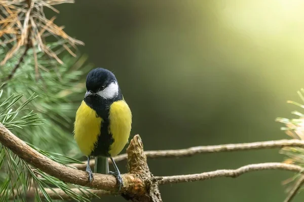 Ptaki Moim Ogrodzie — Zdjęcie stockowe