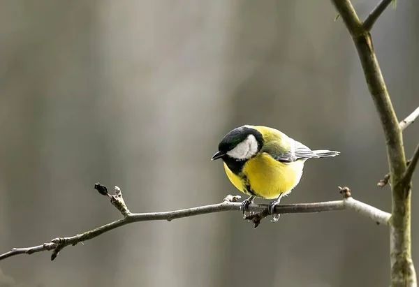 庭の鳥たち — ストック写真