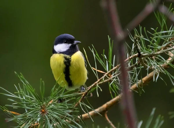 Gli Uccelli Nel Mio Giardino Foto Stock