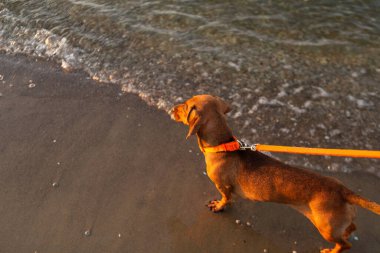 Gün batımında kumsalda kahverengi bir dachshund, sığ sularda duruyor ve sahil kenarında oynuyor. Sıcak altın ışık, aktif hayvan yaşam tarzı.