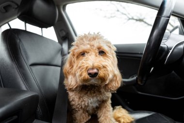 Kahverengi Golden Doodle siyah bir iç mekanı olan bir arabanın direksiyonunda oturur ve şöförlük yapar. Sevimli köpek sürücüsü anı..