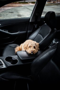 Üzücü Golden Doodle siyah deri kaplamalı bir arabada yalnız başına, hasretli gözlerle dışarı bakıyor. Park halindeki aracın içinde duygusal bir an.