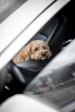 Üzücü Golden Doodle siyah deri kaplamalı bir arabada yalnız başına, hasretli gözlerle dışarı bakıyor. Park halindeki aracın içinde duygusal bir an.