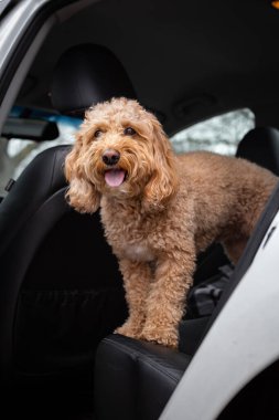 Kahverengi Golden Doodle, siyah iç kapılı beyaz bir arabanın açık kapısından dışarı bakıyor. Meraklı köpek gezintiden hoşlanıyor.