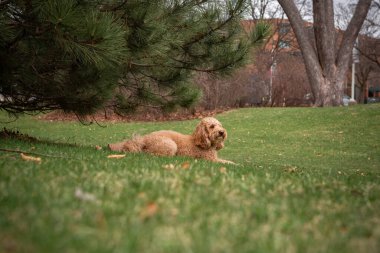 Golden Doodle köpeği, şehir parkındaki bir çam ağacının altında yeşil çimlerin üzerinde uzanıyor, dışarıda huzurlu bir anın tadını çıkarıyor..