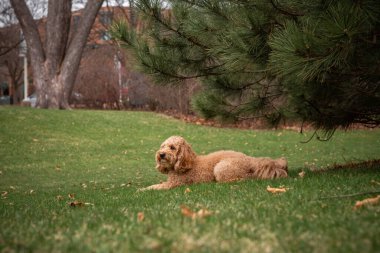 Golden Doodle köpeği, şehir parkındaki bir çam ağacının altında yeşil çimlerin üzerinde uzanıyor, dışarıda huzurlu bir anın tadını çıkarıyor..