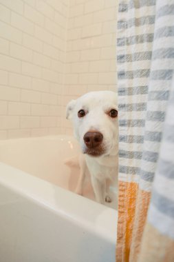 Köpek küvettedir ve öğleden sonra banyoda duş perdesinin arkasından dışarı bakar..