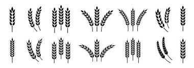 Buğday kulağı simgesi ayarlandı. Buğday logosu. Tahıl çivileri simgeleri yerleştirdi. Tahıl simgesi. Tarım sembolü. vektör illüstrasyonu