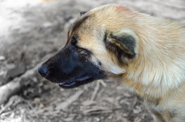 Perro tailandés (perro primitivo) en superficie — Foto de Stock