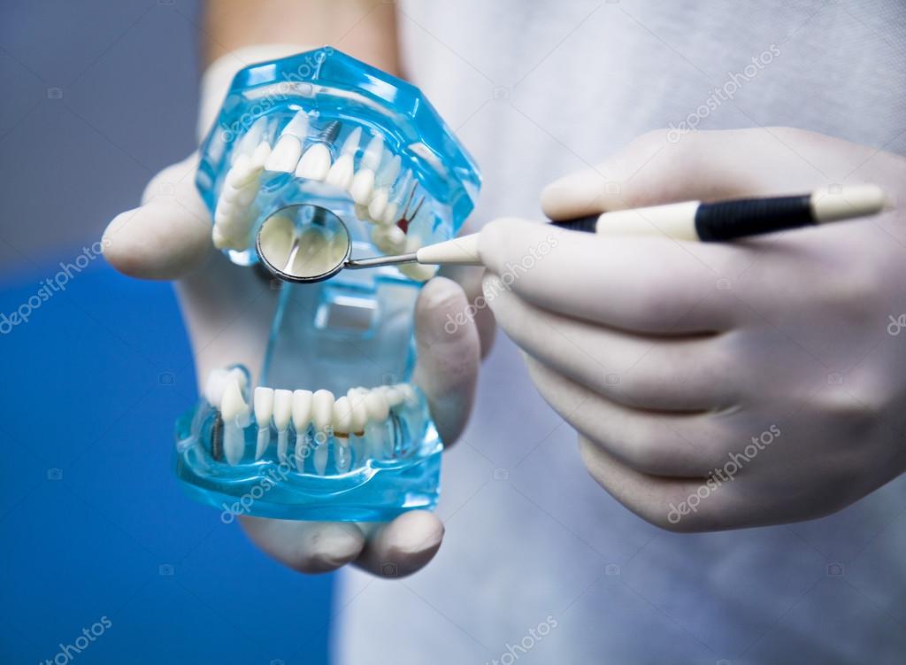 Dentist showing on a jaw model oral checkup